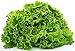 "Green Ice" Lettuce Seeds, 1000+ Premium Heirloom Seeds, On Sale, (Isla's Garden Seeds), Non Gmo Organic, 85% Germination, Highest Quality Seeds, 100% Pure