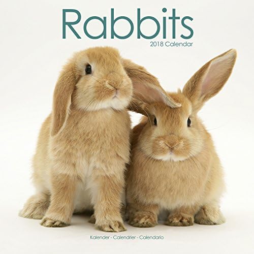 Rabbit Calendar - Cute Animal Calendar - Calendars 2017 - 2018 Wall Calendars - Animal Calendar - Rabbits 16 Month Wall Calendar by Avonside