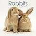 Rabbit Calendar - Cute Animal Calendar - Calendars 2017 - 2018 Wall Calendars - Animal Calendar - Rabbits 16 Month Wall Calendar by Avonside by 
