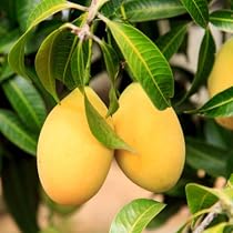 Yellow Man Tree Yellow Mango Tree Images