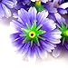 (12) Silk Purple White Edge Gerbera Daisy Flower Heads , Gerber Daisies - 1.75
