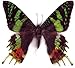 FRAMED BEAUTIFUL REAL MADAGASCAR BUTTERFLY DISPLAY TAXIDERMY
