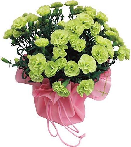 Amazon Co Jp お届け日は 5 9 5 12 です 母の日 ギフト 花 グリーンカーネーション鉢植え スフェン 限定 母の日のプレゼント ランキング 人気商品 留守時花枯れ補償付き おしゃれ もらって うれしい メッセージ カード 付 全国配送 Hsd 文房具 オフィス用品