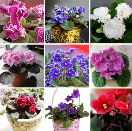 TTmart 100pcs 24 Colors Purple Seeds, African Violet Seeds, Garden, Potted Plants Purple Flowers Perennials Herbs Matthiola White Seeds