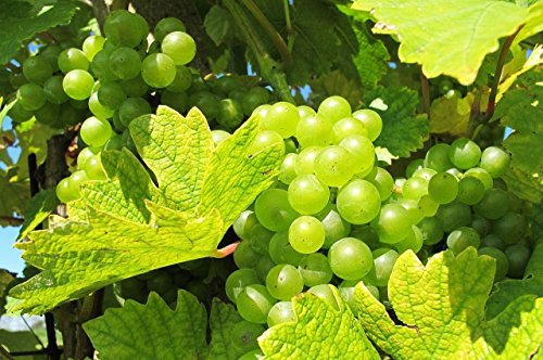 Niagara Seedless Grapes - White - Healthy Bare Root Vines - 3 pk