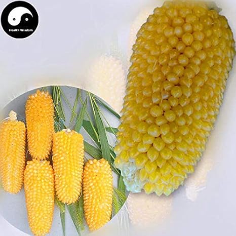 PLAT FIRM KEIM SEEDS: 60pcs: Kaufen Ananas wÃƒÂ¤chserne Maimen Pflanze Chinesisch SÃƒÂ¼ÃƒÅ¸ Zea Mays fÃƒÂ¼r Obst Corn