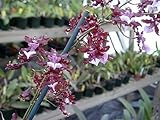 Mature Sharry Baby, the Chocolate Orchid, in spike now