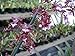 Mature Sharry Baby, The Chocolate Orchid, in Spike Now