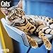 unp 2020 Cats Wall Calendar by Bright Day, 16 Month 12 x 12 Inch, Cute Kitten Animals Feline