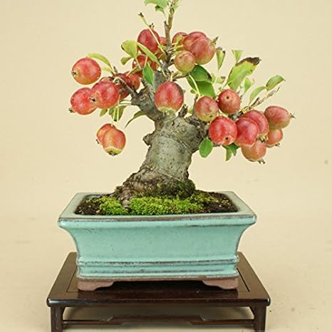 Amazon いよじ園 姫リンゴ 小品盆栽 雑木盆栽 実物盆栽 盆栽