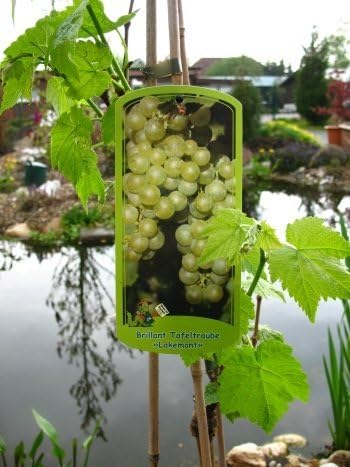 Vine Lakemont -R- Seedless 80 Cm High In The 3 Liter Plant Container