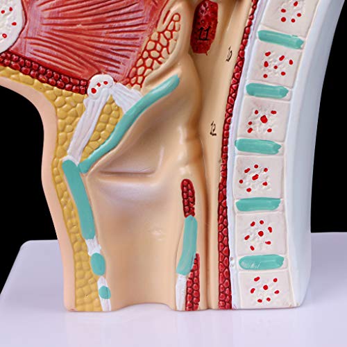 Abicial Human Anatomical Nasal Cavity Throat Anatomy Medical Model Teaching Tool