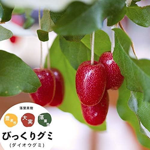 Amazon Co Jp 果樹苗 グミ 苗木 グミの木 大実びっくりグミ 1年生 挿し木苗 4 5号 直径13 5cm ポット 果樹苗木 落葉樹 ホーム キッチン