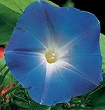 Morning-glory Ipomoea Tricolor Blue Star Flower Seeds