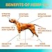 Organic Hemp Oil for Dogs and Cats - 2000MG - Premium Hemp Extract - Anxiety Relief for Dogs - Grown & Made in USA - Omega 3, 6 & 9 - Supports Hip & Joint Health - Natural Relief for Pain