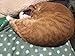 Color You Pet Blanket Fleece Fabric Soft, Mat Pad Bed with Spot Design for Dog& Cat