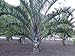 *20 Triangle Palm seeds by Seeds and Things
