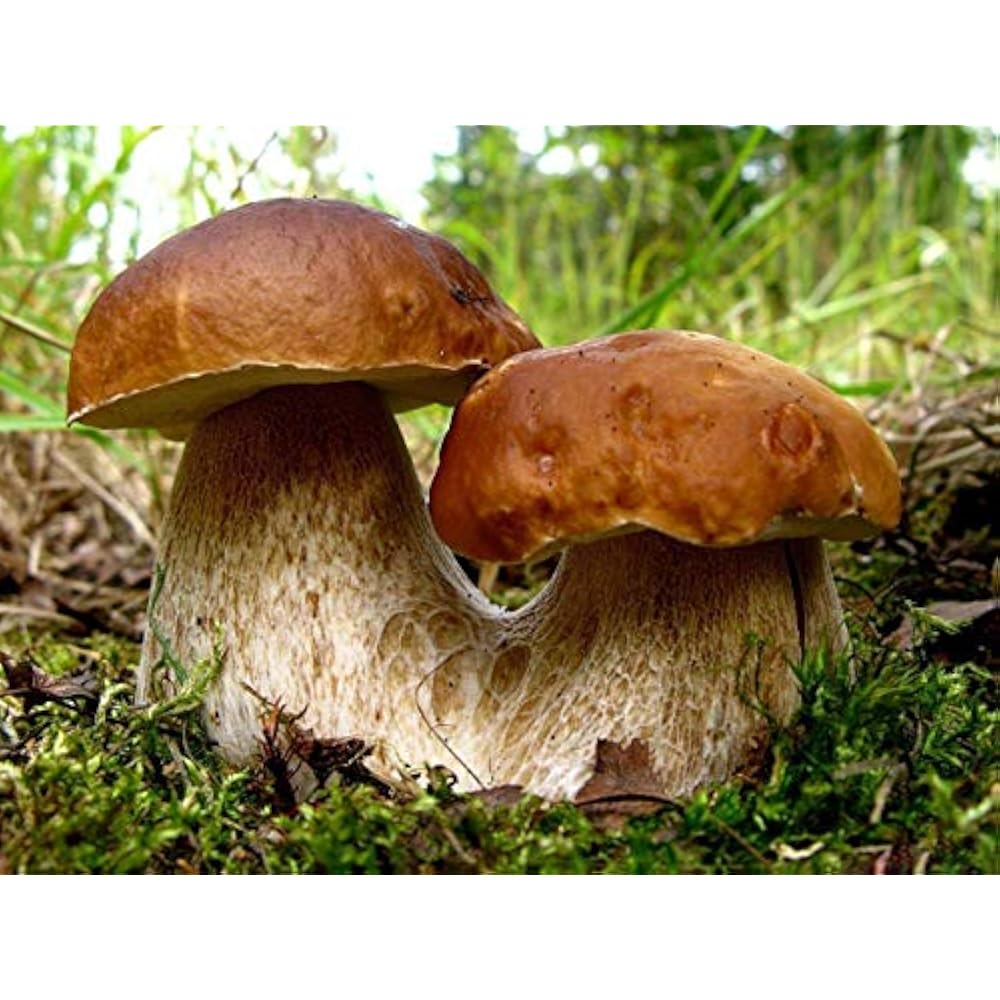 Seeds Porcini Mushroom King Bolete Mycelium Spawn Dried Spores Kit For
