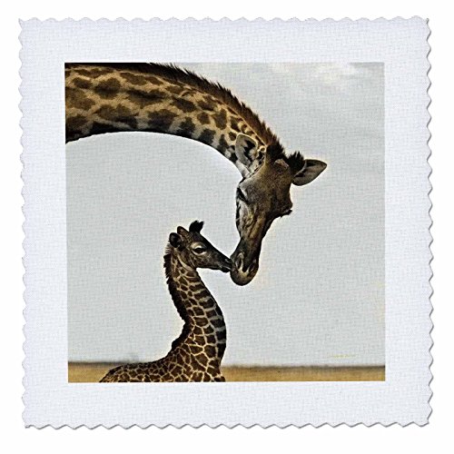 3dRose qs_22238_1 Giraffe Mama & Baby Quilt Square, 10 by 10"