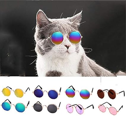 gatos con gafas