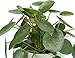 Costa Farms Chinese Money Plant, Pilea Peperomioides, Sharing Indoor Plant, Mid Century Planter and Plant Stand, White, 14-Inches Tallthumb 2