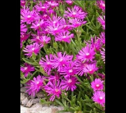 10 ICE Plant Seeds ~ Delosperma Cooperi Pink Carpet