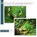 Apipi 2 Pcs Realistic Miniature Frog Garden Statue- 3.5 × 1.5 Inch Mini Green Frog Figurine Statue Model Resin Frog Sculptures Indoor Outdoor Decor for Fairy Garden Decoration, Patio Yard Ornament
