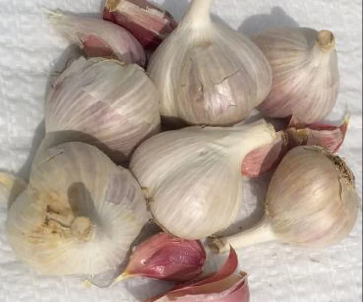 Mix Garlic Bulbs for Planting Outdoors 4 Types of Garlic Purple Italian, Chesnok Garlic, White