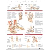 Cover of Anatomy and Injuries of the Foot and Ankle