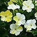 50 Marble White Yellow Four O'clock Seeds (Mirabilis jalapa) Upc 648620997654