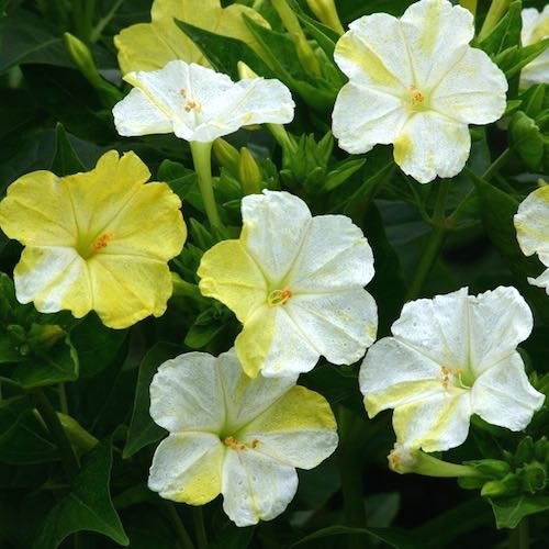 50 Marble White Yellow Four O'clock Seeds (Mirabilis jalapa) Upc 648620997654