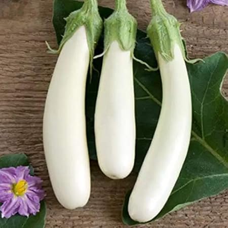 Splendour Seeds - Brinjal White long vegetable seeds