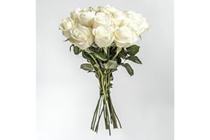 GlobalRose Fresh Cut White Roses - 1 Dozen (12 Roses) Fresh Flowers Bouquet for Birthday, Anniversary or Home Decor - Flowers Delivery Gift