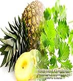 Pineapple Cilantro Scented Fragrance Oil - Formulated to work with Reed Sticks & Diffuser - By Oakland Gardens (Pineapple Cilantro - 2oz Bottle)