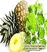 Pineapple Cilantro Scented Fragrance Oil - Formulated to work with Reed Sticks & Diffuser - By Oakland Gardens (Pineapple Cilantro - 2oz Bottle)