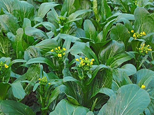 PlenTree 300 Seeds Asian Vegetables »Flowering Brassica »Yu Choy Sum Seeds - (Late Variety) Organic