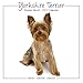 Yorkie Calendar - Yorkshire Terrier Calendar - Dog Breed Calendars 2017 - Dog Calendar - Calendars 2016 - 2017 wall calendars - 16 Month Wall Calendar by Avonside Studio