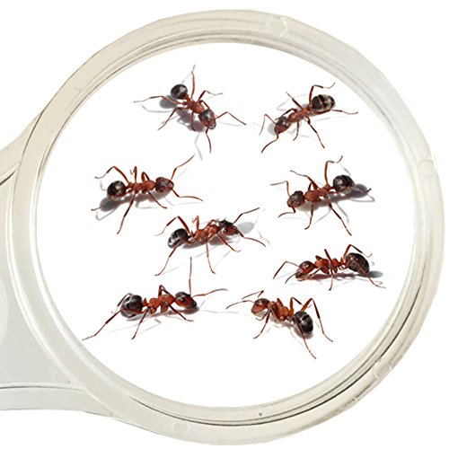 Ant Farm W/ LED Light. Enjoy A Magnificent Ecosystem. Great For Kids & Adults. The Best Ant Habitat W/ Enhanced Blue Gel. Evviva Educational & Learning Science Kits. Live Harvester Ants Not Included