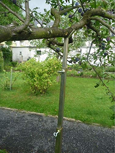 Kevin Schau - Soporte telescópico para Ramas de árboles frutales ...