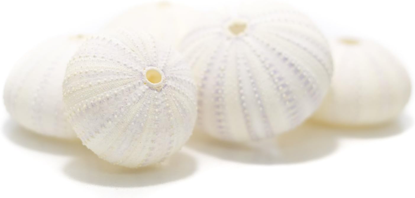 Amazon Com Sea Urchin 5 Unique White Albino Sea Urchins Shell
