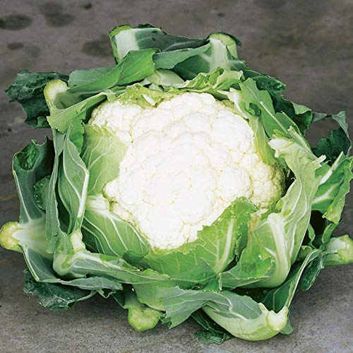 Snowball Y Improved Cauliflower Seeds 25 Pack - USA Grown Heirloom by Cool Beans N Sprouts for Home Gardens