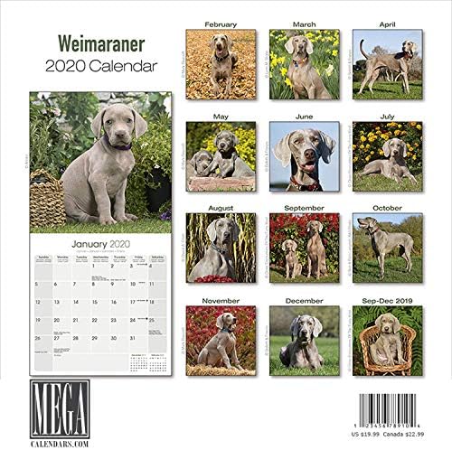 Amazon Com Weimaraner Calendar 2020 Dog Breed Calendar Wall