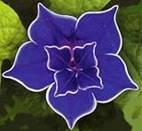 Picotee Blue Morning Glory - 10 Seeds - Easy to Grow!