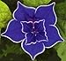 Picotee Blue Morning Glory - 10 Seeds - Easy to Grow!