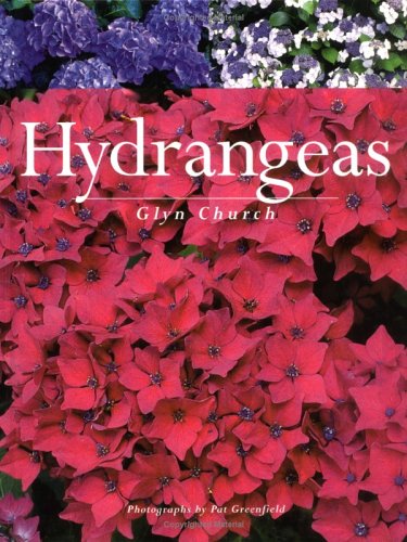 Hydrangeas by Glyn Church