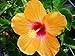 Emeralds TM Hibiscus Tropical Cheri Single Orange Red Throat Live Starter Plant Emerald