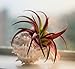 Hinterland Trading Large Murex Seashell with Abdita Air Plant Tillandsia Terrarium