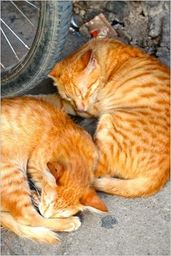 two orange cats