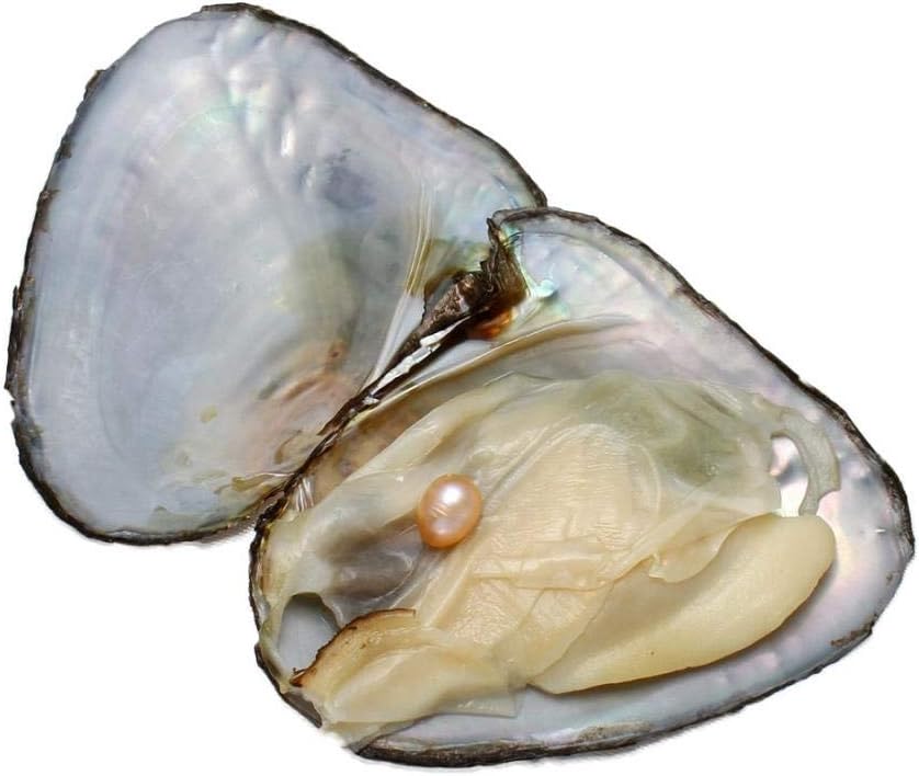 Real Round Oysters with Pearl Inside Shell Pearl Beads Gift for Women 67mm/1Pcs Amazon.co.uk