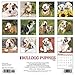 Just Bulldog Puppies 2020 Wall Calendar (Dog Breed Calendar)